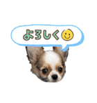 チワワのレイくんスタンプ（個別スタンプ：31）