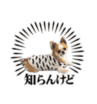 チワワのレイくんスタンプ（個別スタンプ：35）