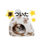 チワワのレイくんスタンプ（個別スタンプ：36）
