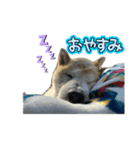 わんワンs（個別スタンプ：4）