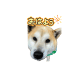 わんワンs（個別スタンプ：6）