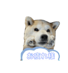 わんワンs（個別スタンプ：8）