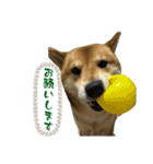 わんワンs（個別スタンプ：10）