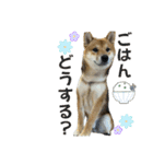 わんワンs（個別スタンプ：12）