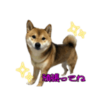 わんワンs（個別スタンプ：14）