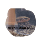 ニホントカゲのゴマチャン（個別スタンプ：1）