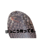 ニホントカゲのゴマチャン（個別スタンプ：4）