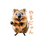 ハッピーアニマル_クオッカワラビー32（個別スタンプ：19）