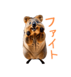 ハッピーアニマル_クオッカワラビー32（個別スタンプ：27）