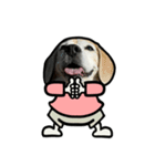 ビーグル犬ポップアップ(春2)（個別スタンプ：16）