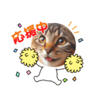 ラブリーキャット⑳。。受験生応援（個別スタンプ：7）