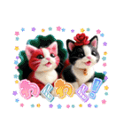 子猫たちに癒される日常（個別スタンプ：22）