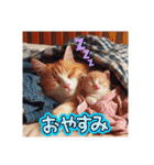 ラブリーキャット⑲。（個別スタンプ：20）