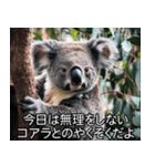 【すんごい使える】コアラ【コアラミーム】（個別スタンプ：3）