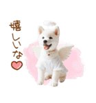 天使と悪魔♡柴犬の日常スタンプ（個別スタンプ：5）
