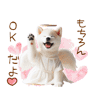 天使と悪魔♡柴犬の日常スタンプ（個別スタンプ：6）