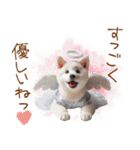 天使と悪魔♡柴犬の日常スタンプ（個別スタンプ：9）