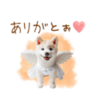 天使と悪魔♡柴犬の日常スタンプ（個別スタンプ：14）