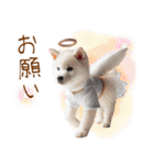 天使と悪魔♡柴犬の日常スタンプ（個別スタンプ：30）