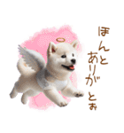 天使と悪魔♡柴犬の日常スタンプ（個別スタンプ：33）