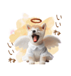 天使と悪魔♡柴犬の日常スタンプ（個別スタンプ：37）