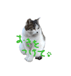 にゃんこの居処  改（個別スタンプ：9）