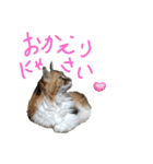 にゃんこの居処  改（個別スタンプ：10）
