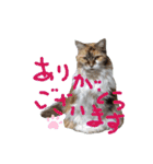 にゃんこの居処  改（個別スタンプ：15）