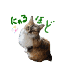 にゃんこの居処  改（個別スタンプ：19）