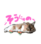 にゃんこの居処  改（個別スタンプ：35）