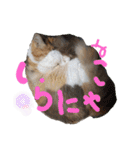 にゃんこの居処  改（個別スタンプ：37）