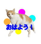 シッポとミミのスタンプ2（個別スタンプ：1）