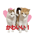 シッポとミミのスタンプ2（個別スタンプ：3）