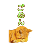 BIGなネコたち40あいさつ（個別スタンプ：4）