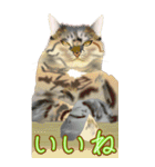 BIGなネコたち40あいさつ（個別スタンプ：6）