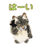 BIGなネコたち40あいさつ（個別スタンプ：11）