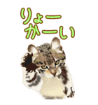 BIGなネコたち40あいさつ（個別スタンプ：13）