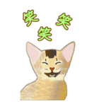 BIGなネコたち40あいさつ（個別スタンプ：16）