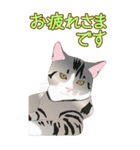 BIGなネコたち40あいさつ（個別スタンプ：18）