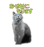 BIGなネコたち40あいさつ（個別スタンプ：20）