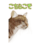 BIGなネコたち40あいさつ（個別スタンプ：24）