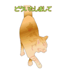 BIGなネコたち40あいさつ（個別スタンプ：25）
