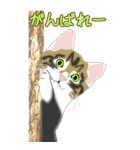 BIGなネコたち40あいさつ（個別スタンプ：27）
