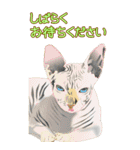 BIGなネコたち40あいさつ（個別スタンプ：29）