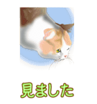 BIGなネコたち40あいさつ（個別スタンプ：30）