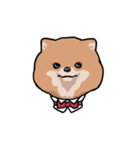 ポメの可愛い顔（個別スタンプ：13）