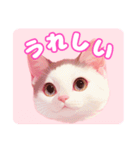 ファンシーにゃんこのあいさつスタンプ（個別スタンプ：14）