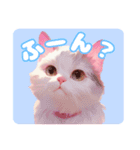 ファンシーにゃんこのあいさつスタンプ（個別スタンプ：29）