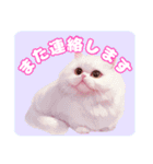 ファンシーにゃんこのあいさつスタンプ（個別スタンプ：38）