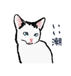 こっちゃんの、日常茶飯事（個別スタンプ：37）